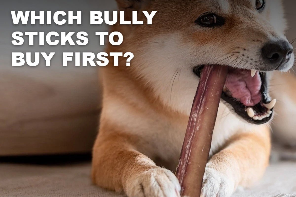 Bully Sticks for Your Business: Which Size and Count to Buy First - ValuePetSupplies