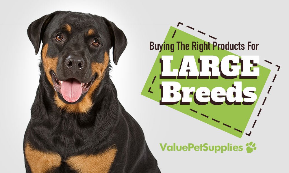 Buying The Right Products for Large Dog Breeds - ValuePetSupplies