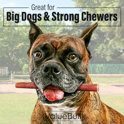 ValueBull Odor Free Bully Sticks for Large Dogs, Thick 6 Inch, 50 Count - 50