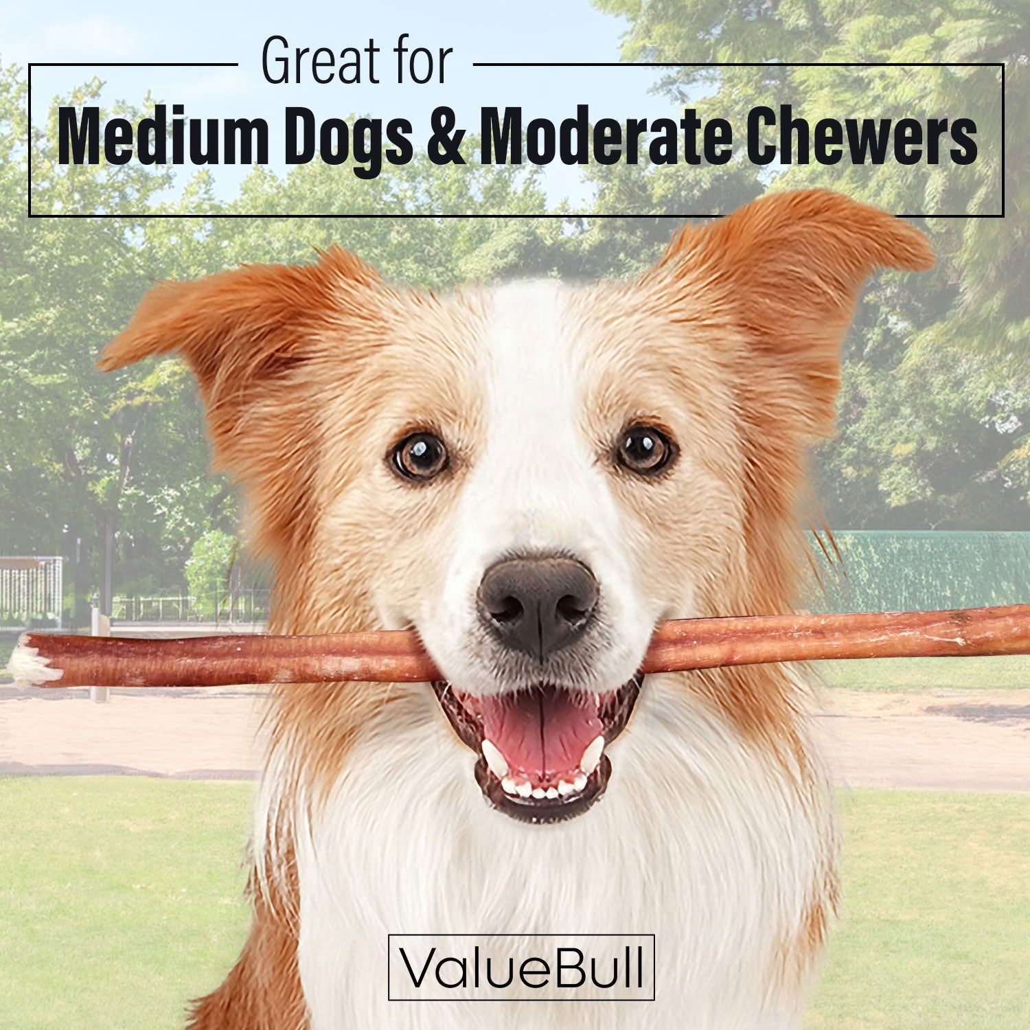 ValueBull Bully Sticks for Dogs, Medium 12 Inch, 100 Count - Medium - 100 Sticks
