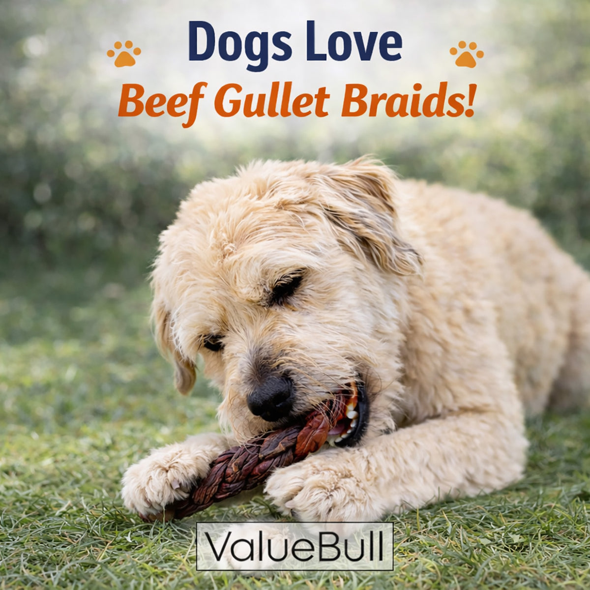 ValueBull Beef Jerky Gullet Braids for Dogs, Thick 6 Inch, 25 Count Bulk Pack - Gullet - 25 Braids
