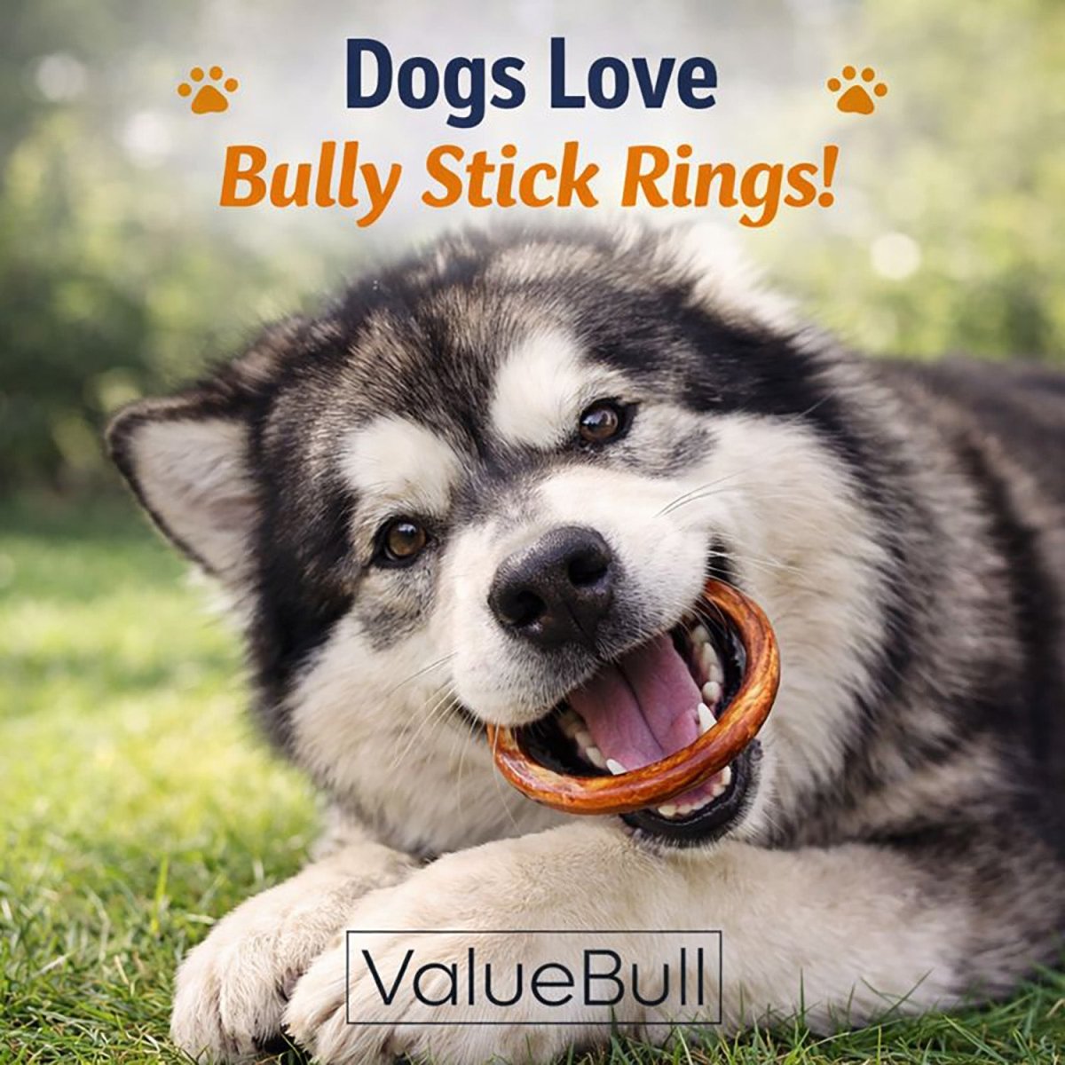 ValueBull Bully Stick Rings for Dogs, Varied, 100 Count BULK PACK - Donut - 100 Rings