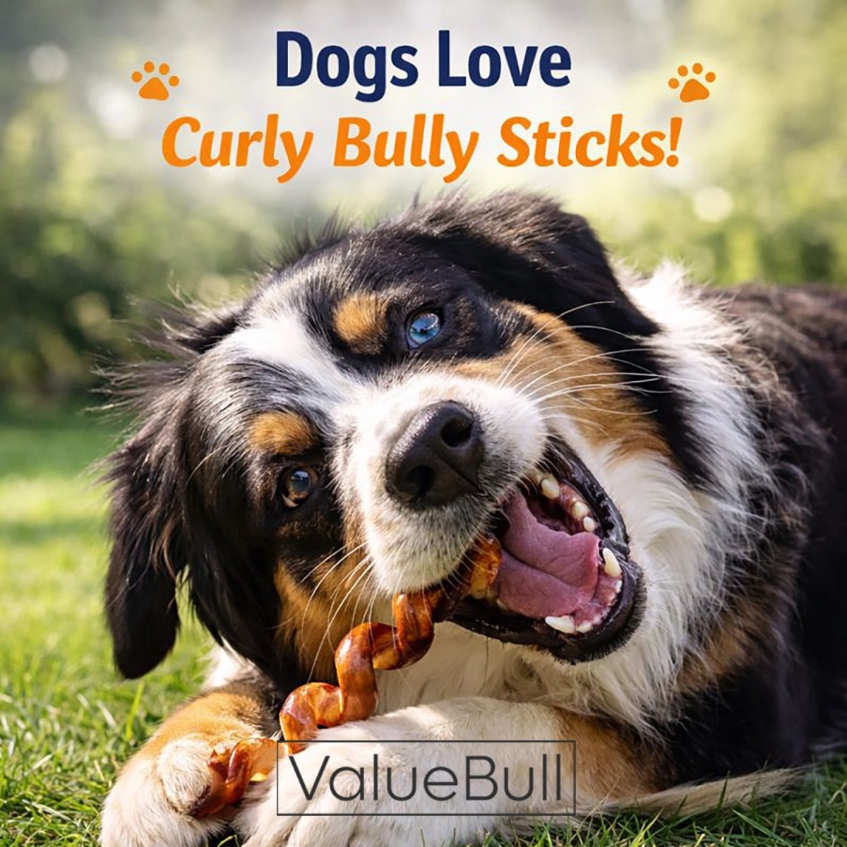 ValueBull Curly Bully Sticks, 6 - 9 Inch, 100 Count BULK PACK - ValuePetSupplies