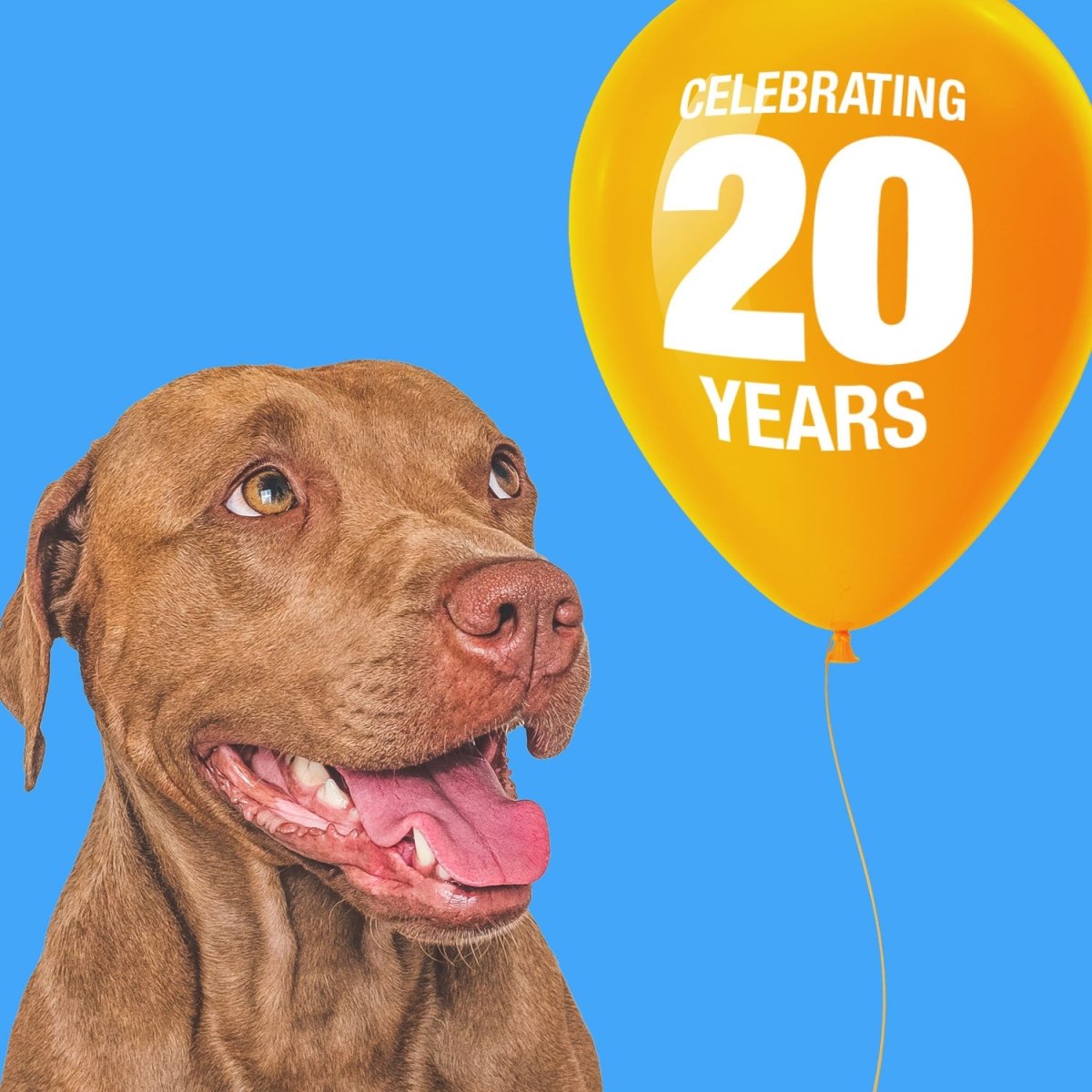 ValueBull Beef Backstrap Tendons, Premium, 20 Pound Bulk Pack - ValuePetSupplies