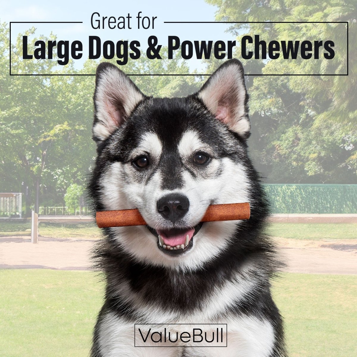 ValueBull Collagen Sticks for Dogs, 6 Inch Jumbo Chews, Natural Long - Lasting Dog Treats, 100 Count Bulk Pack - ValuePetSupplies