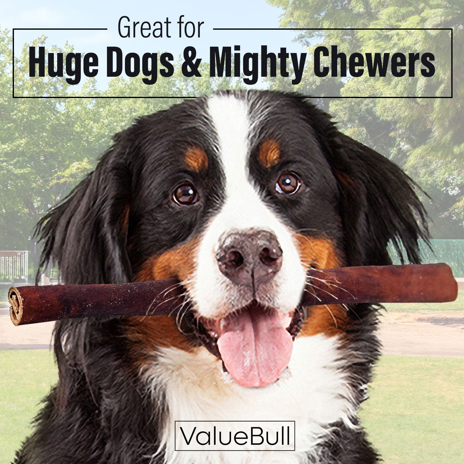 ValueBull Collagen Sticks, Beef Dog Chews, Super Jumbo 12 Inch, 50 Count BULK PACK