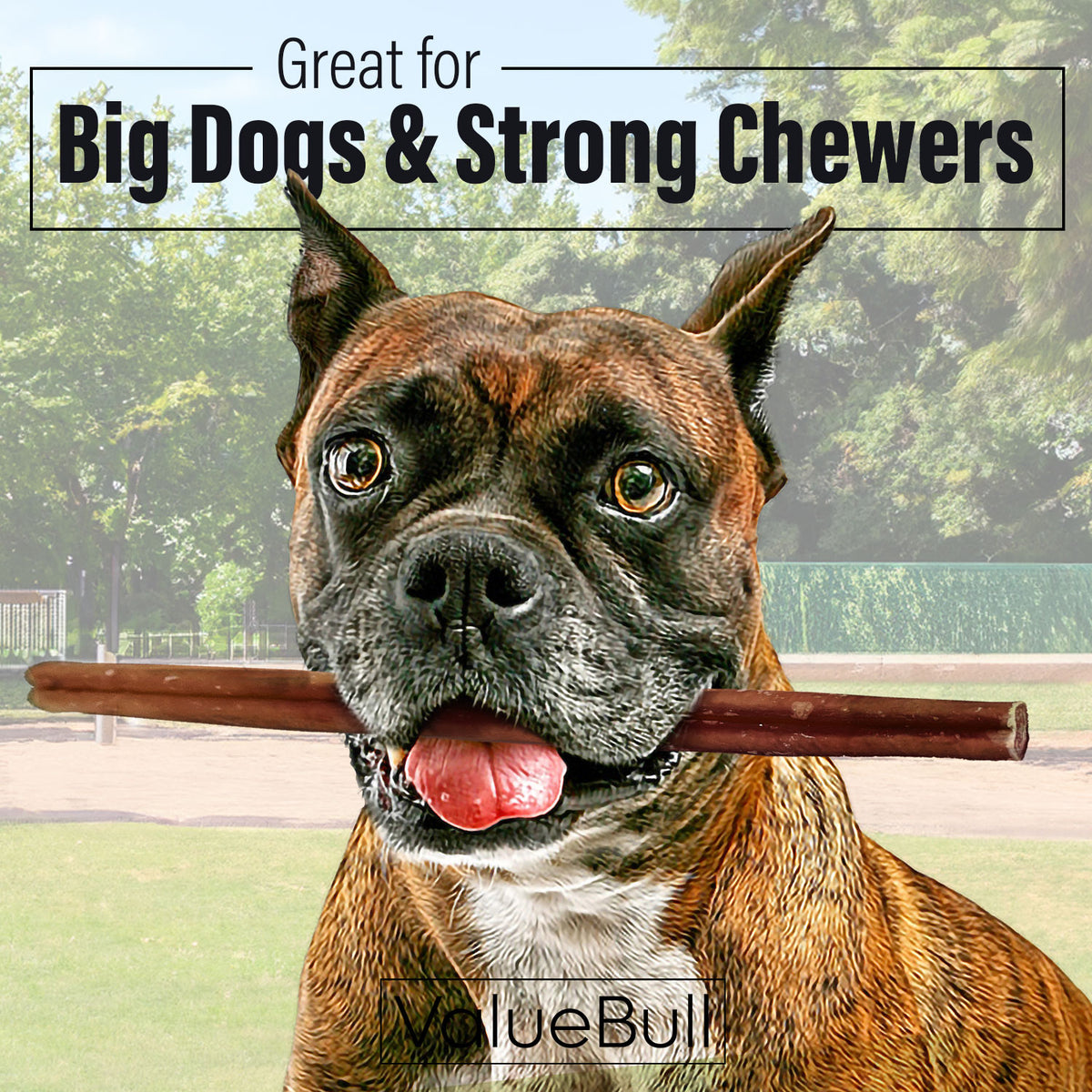 ValueBull Odor Free Bully Sticks for Large Dogs, Thick 12 Inch, 25 Count
