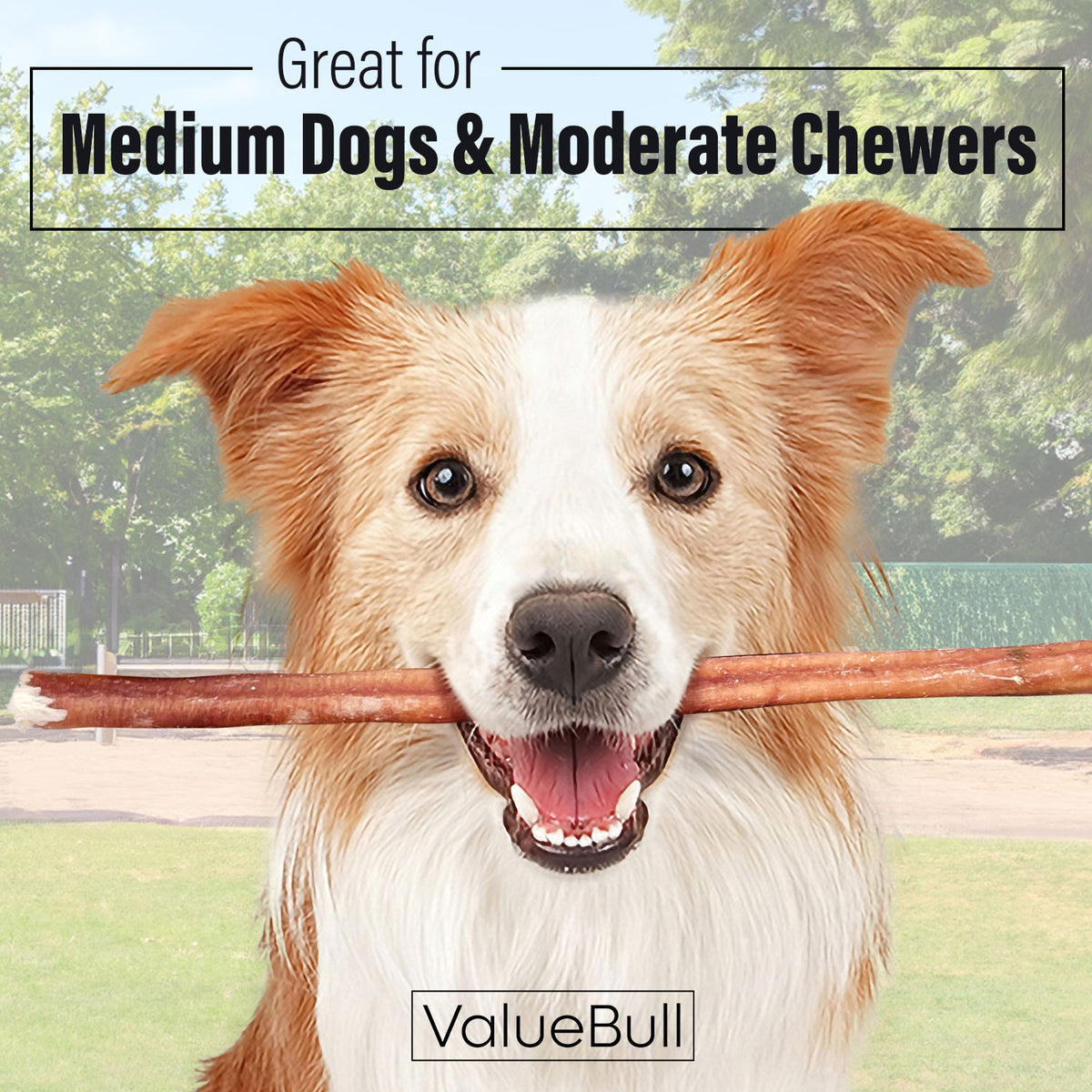 ValueBull Odor Free Bully Sticks for Dogs, Medium 12 Inch, 25 Count