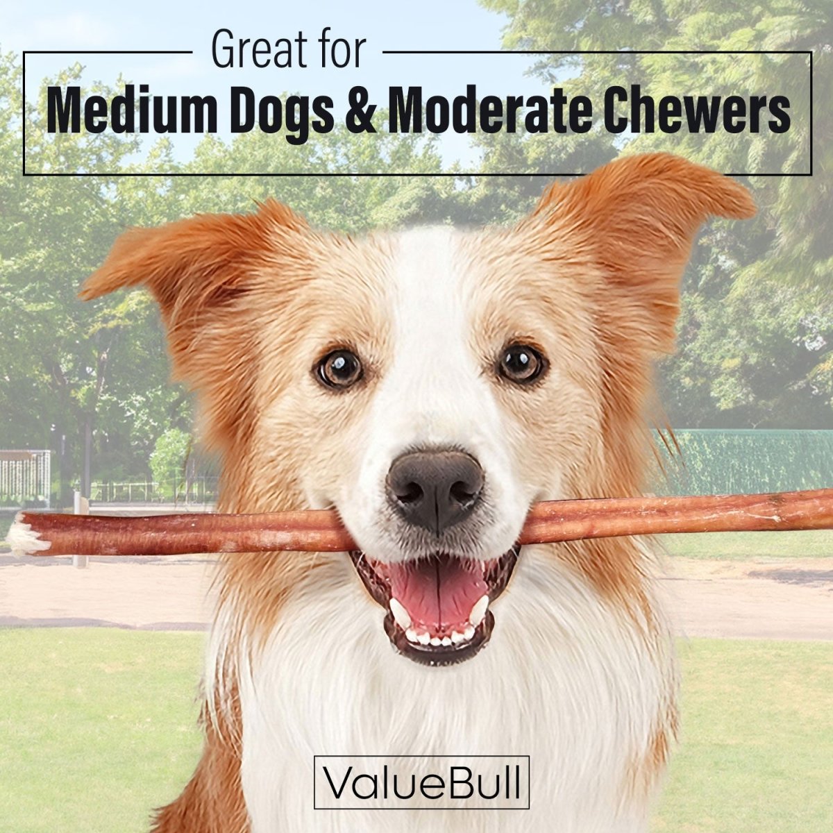 ValueBull Bully Sticks for Dogs, Medium 12 Inch, 50 Count - Medium - 50 Sticks