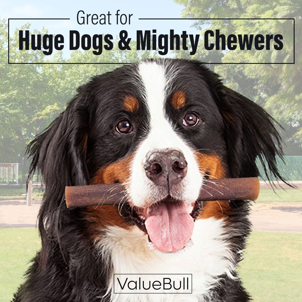 ValueBull Collagen Sticks for Dogs, 6 Inch Super Jumbo Chews, Natural Long - Lasting Dog Treats, 50 Count - ValuePetSupplies