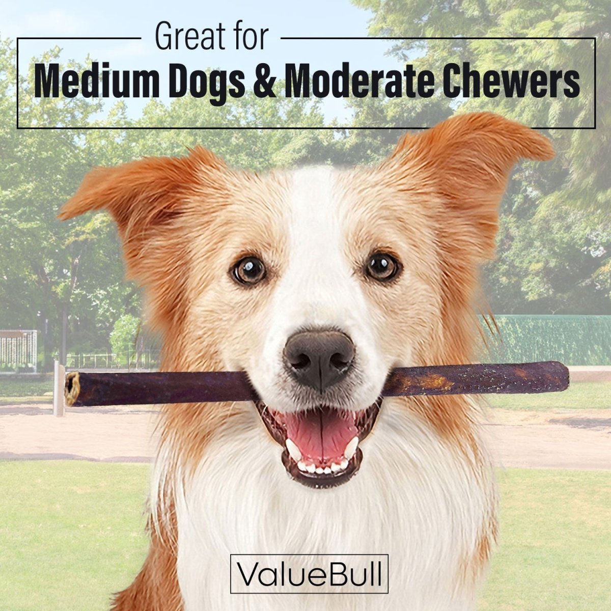 ValueBull Collagen Sticks For Dogs, Bully Sticks & Rawhide Alternative, Medium 12 Inch, 50 Count BULK PACK - ValuePetSupplies