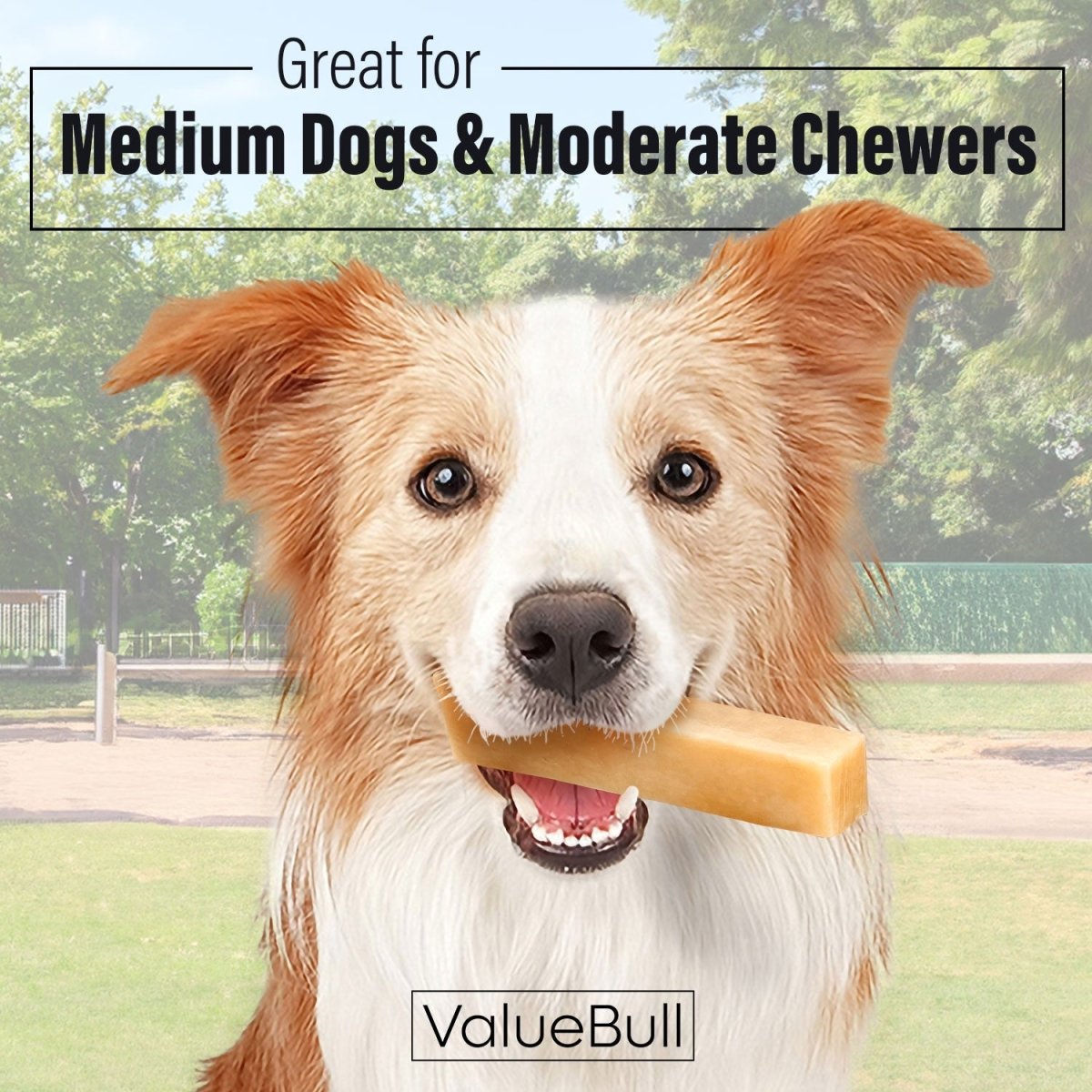 ValueBull Himalayan Yak Cheese Dog Chews, Medium, 50 ct Bulk Pack - Medium - 50 Bars